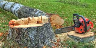 Best Storm Damage Tree Cleanup  in Chester, NY