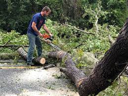 Best Tree Disease Treatment  in Chester, NY