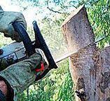 How Our Tree Care Process Works  in  Chester, NY