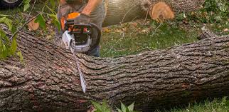 Best Tree and Shrub Care  in Chester, NY