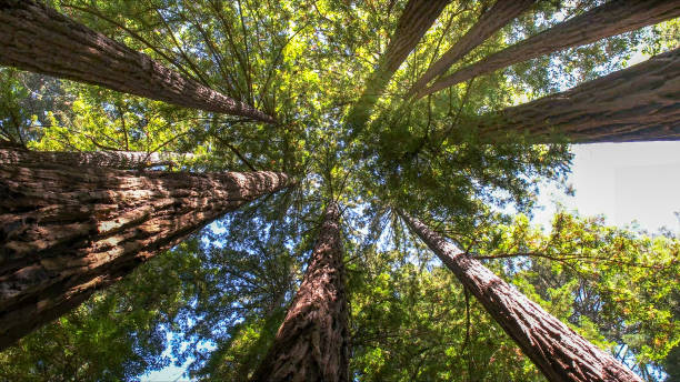 Best Tree Risk Assessment  in Chester, NY