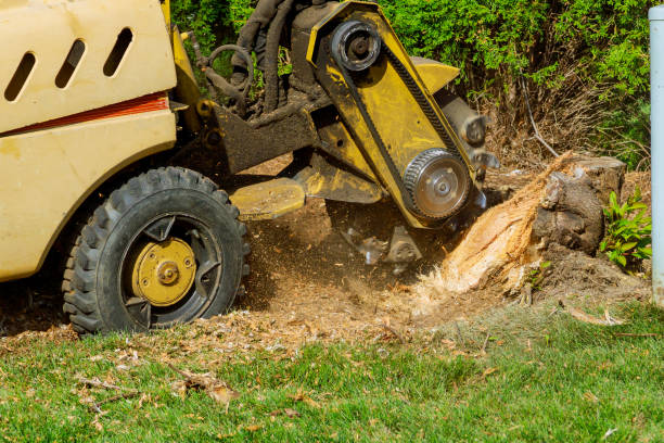 Best Lawn Grading and Leveling  in Chester, NY