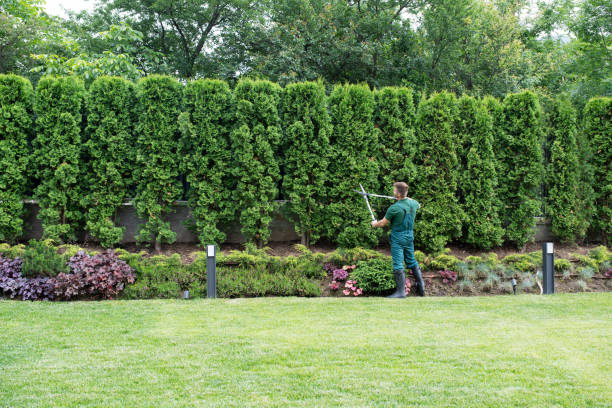 Best Tree Mulching  in Chester, NY