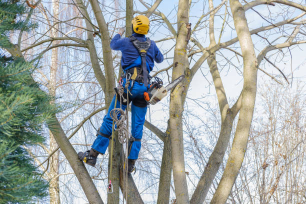  Chester, NY Tree Services Pros