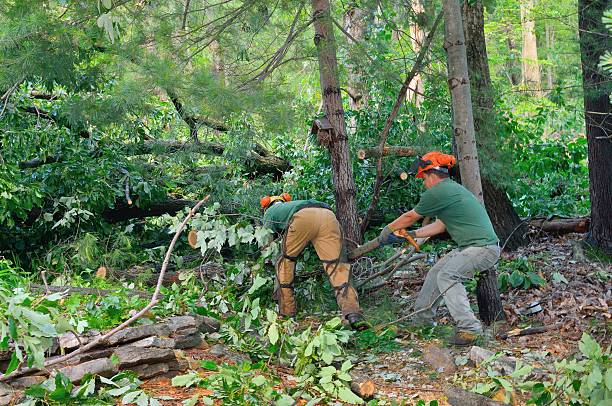 Best Leaf Removal  in Chester, NY