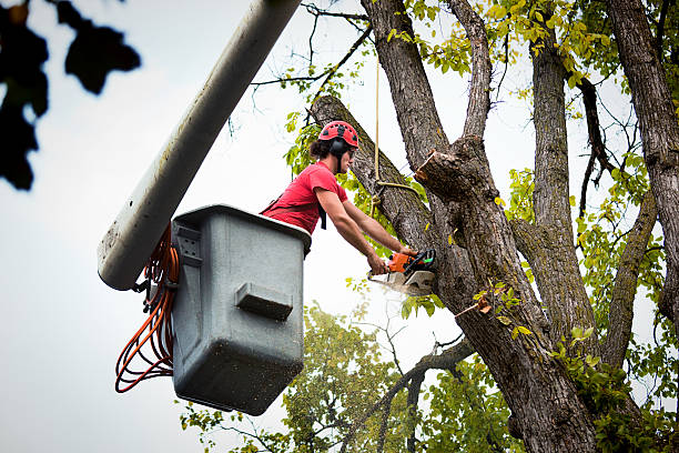Best Root Management and Removal  in Chester, NY