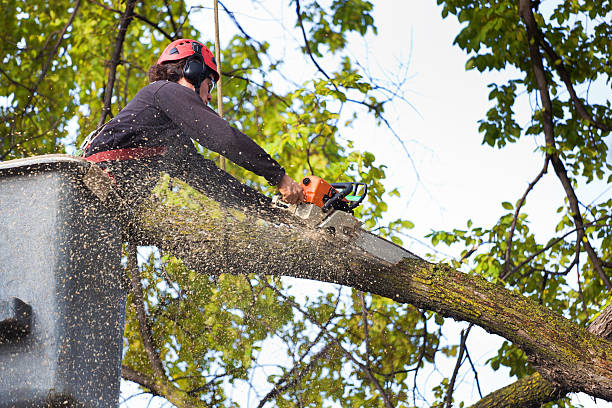 Best Palm Tree Trimming  in Chester, NY