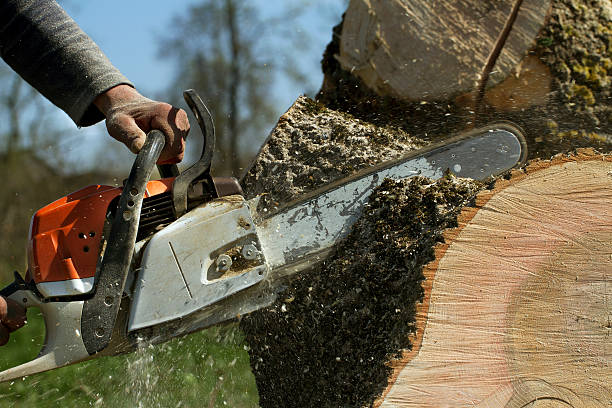 Professional Tree Services in Chester, NY