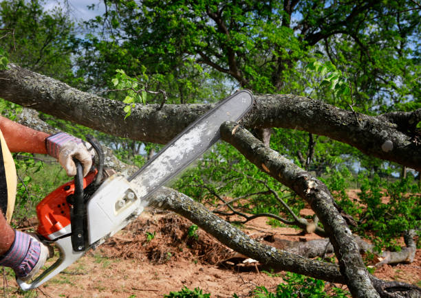 Best Firewood Processing and Delivery  in Chester, NY